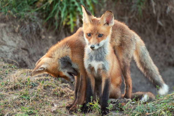 istock Two Little Red Fox near his hole 1007668638