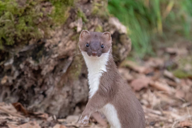 Cheey Stoat taken in Devon UK stoat mustela erminea stock pictures, royalty-free photos & images