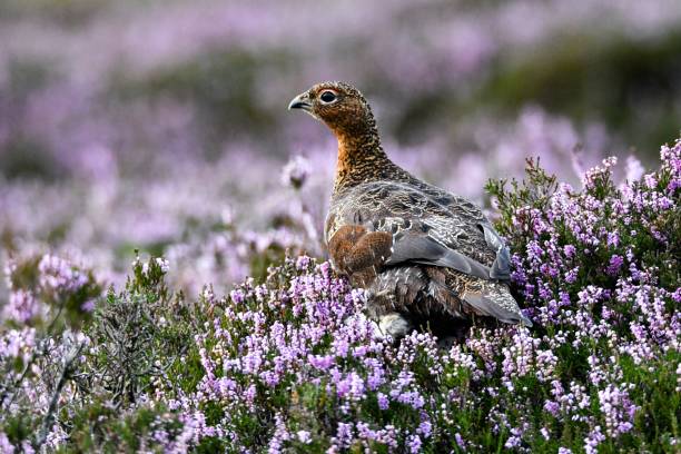 In the Heather Red Grouse in the Heather grouse stock pictures, royalty-free photos & images