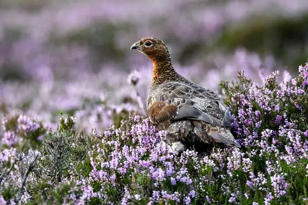 Red Grouse in the Heather
