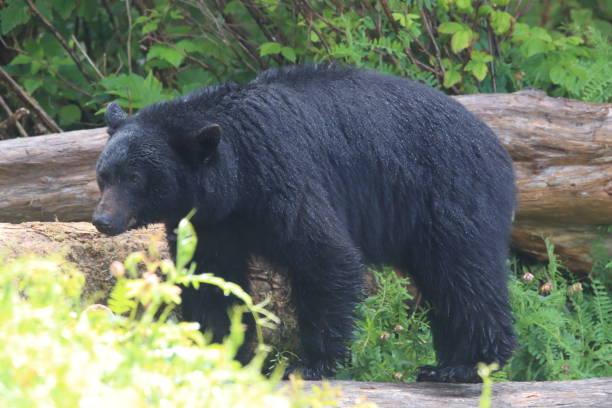 istock Black bear roaming low tide shores, looking for crabs. Vancouver Island,  Canada 1007672282
