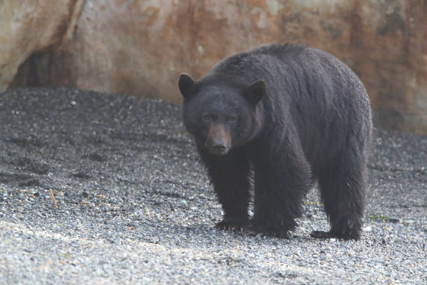 istock Black bear roaming low tide shores, looking for crabs. Vancouver Island,  Canada 1007672990
