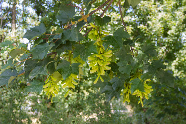 blätter und früchte von den feldahorn (acer campestre) - spring air lush foliage branch stock-fotos und bilder