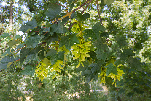 Leaves and fruits of a field maple (Acer campestre)