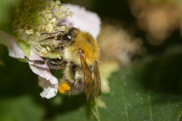 istock collected pollen on the leg of a bee 1007676252