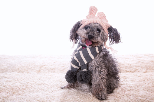 A cute little toy poodle dressed in winter woolly hat and scarf , sitting on fluffy blanket.