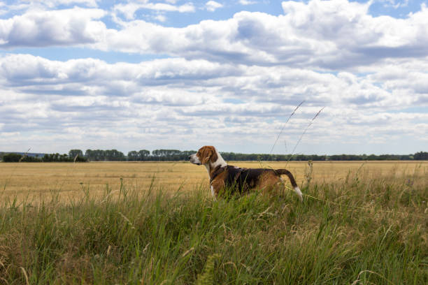 Dog looks over the cornfield