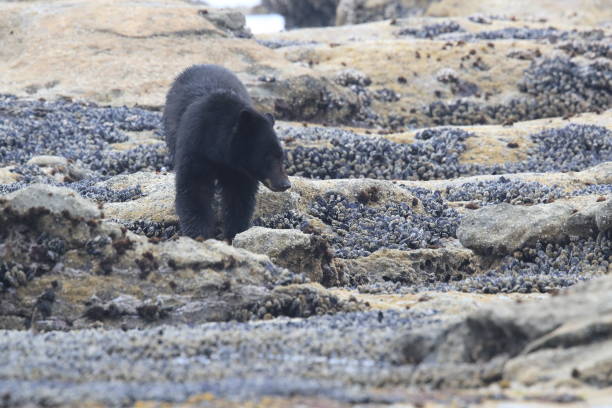 istock Black bear roaming low tide shores, looking for crabs. Vancouver Island,  Canada 1007678576