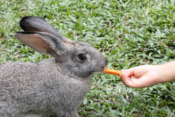 istock Children's Hand Feeding a Rabbit with Carrot 1007679122
