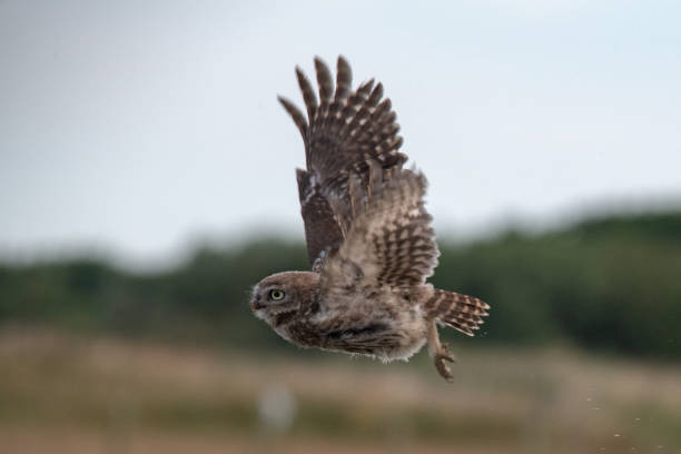 istock Little Owl in Flght 1007681326