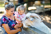 Adorable cute toddler girl and young mother feeding little goats and sheeps on a kids farm. Beautiful baby child petting animals in the zoo. woman and daughter together