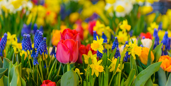 Beautiful colourful flower panorama in spring. Vividly coloured red and orange tulips, yellow daffodils, deep blue hyacinths and green leafs in a full frame and close-up image. Great for flower backgrounds.