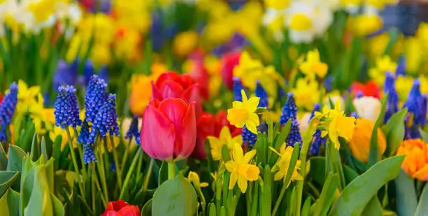 Beautiful colourful flower panorama in spring. Vividly coloured red and orange tulips, yellow daffodils, deep blue hyacinths and green leafs in a full frame and close-up image. Great for flower backgrounds.