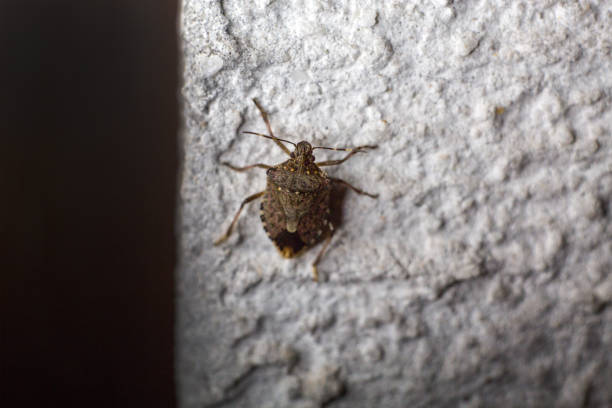 istock night insect on a wall garden pests 1007695544