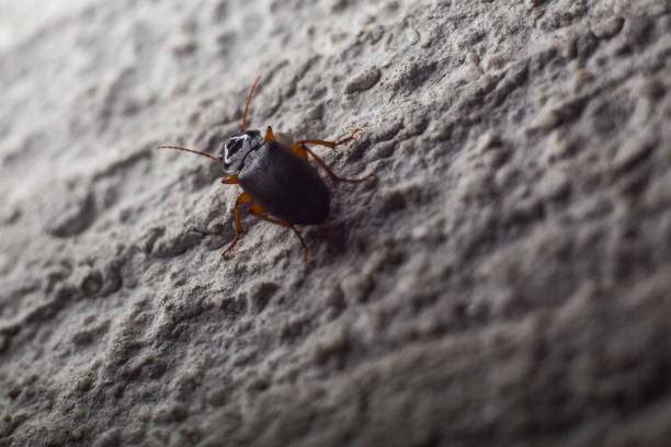 night insect on a wall garden pests