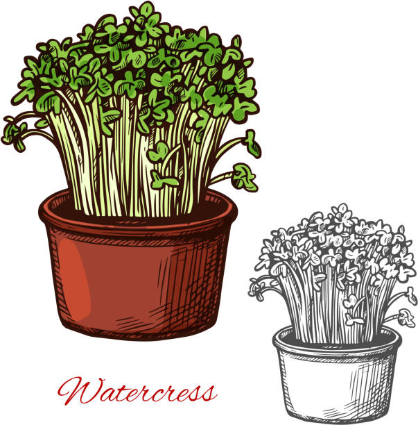 ilustraciones, imágenes clip art, dibujos animados e iconos de stock de dibujo de vectores vegetales ensalada berros - cress