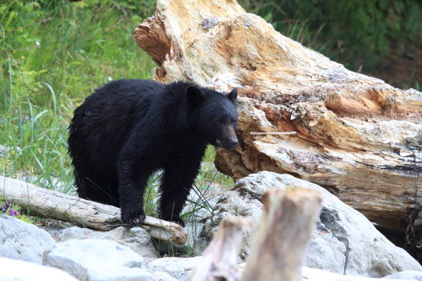 istock Black bear roaming low tide shores, looking for crabs. Vancouver Island,  Canada 1007714030
