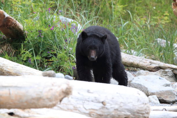 istock Black bear roaming low tide shores, looking for crabs. Vancouver Island,  Canada 1007716502