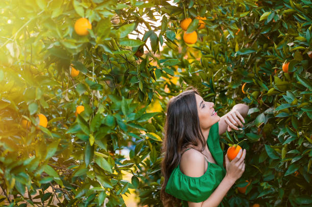 istock Girl outdoors at sunset in a orange orchard 1007716608