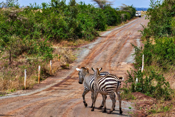 istock Zebras at Savannah with safari vehicle 1007718660