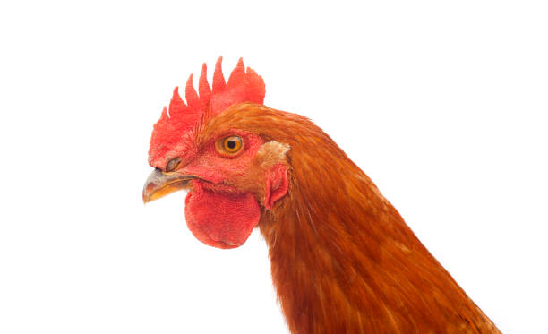 istock head of rooster chicken 1007719762