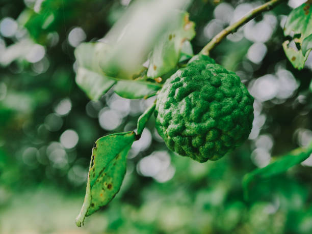 istock Close -up green bergamot or Kaffir lime 1007723162