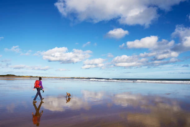 Young woman strolling and playing with her white dog on the sea beach at sunny day