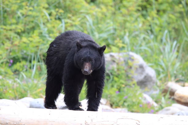 istock Black bear roaming low tide shores, looking for crabs. Vancouver Island,  Canada 1007723318