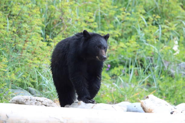 istock Black bear roaming low tide shores, looking for crabs. Vancouver Island,  Canada 1007726216