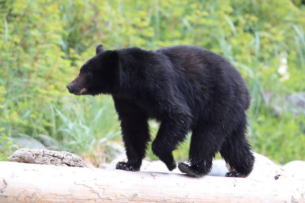 istock Black bear roaming low tide shores, looking for crabs. Vancouver Island,  Canada 1007726910