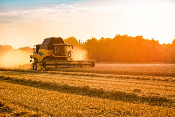 istock big combine harvester threshing in the sunset. 1007727424