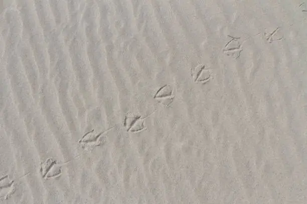 Beautiful abstract pattern created by the sea in the beach sand with wobbling duck tracks at Gotska Sandön, Sweden