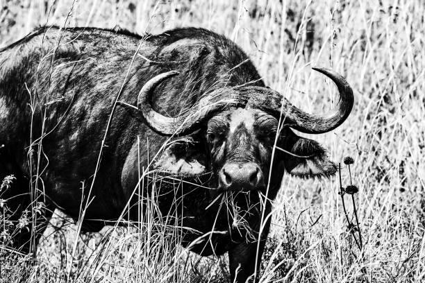istock Buffalo grazing at wild - high contrast black and white 1007730308
