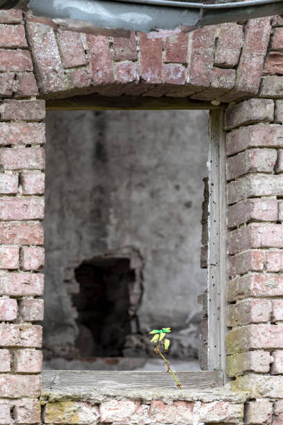 istock Window opening in a ruin with a green plant 1007730844