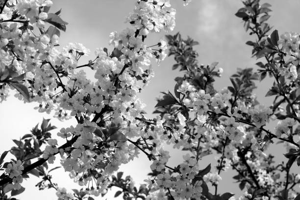istock Cherry tree in blossom with bokeh in black and white. 1007736550