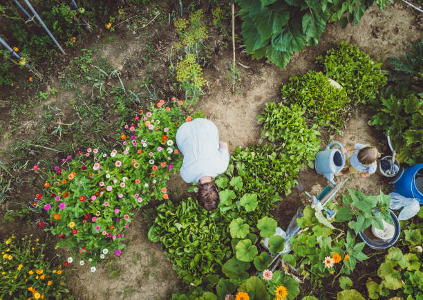 istock Woman With Son Harvesting Home Grown Vegetables 1007739420