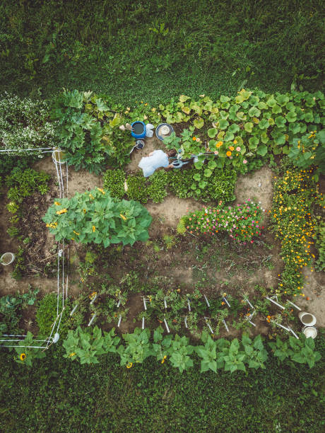 istock Young Woman Harvesting Home Grown Vegetables 1007739424