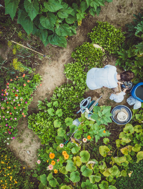 istock Woman With Son Harvesting Home Grown Vegetables 1007739440
