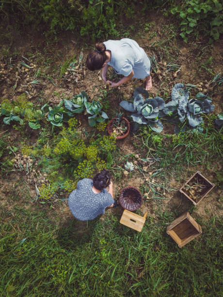 istock Two Women Working in a Garden 1007739512
