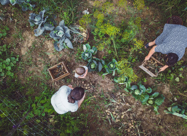 istock Two Women and a Toddler Working in a Garden 1007739516