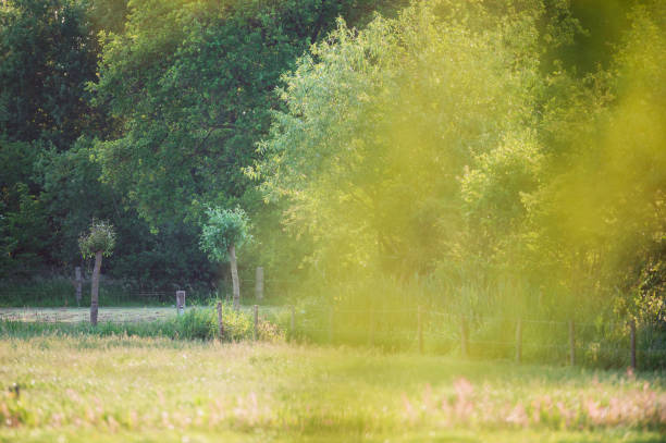 istock Trees and meadow in countryside during springtime. 1007739524
