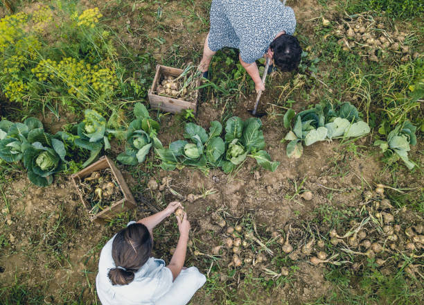istock Two Women Working in a Garden 1007739552