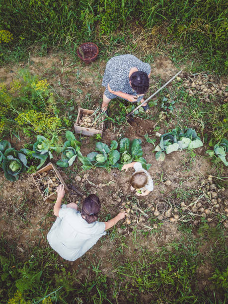 istock Two Women and a Toddler Working in a Garden 1007739556