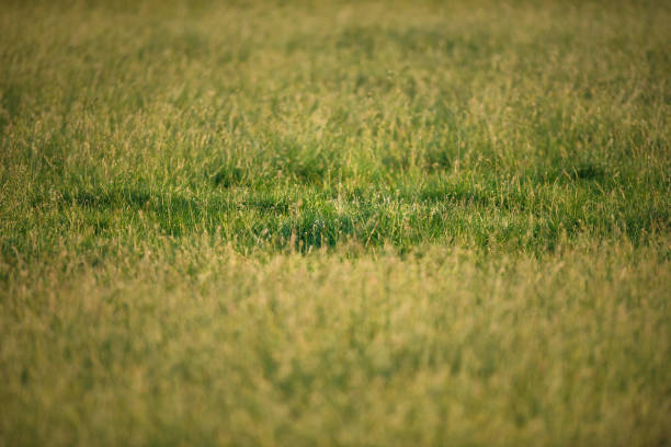 Detail of tall grass in meadow.
