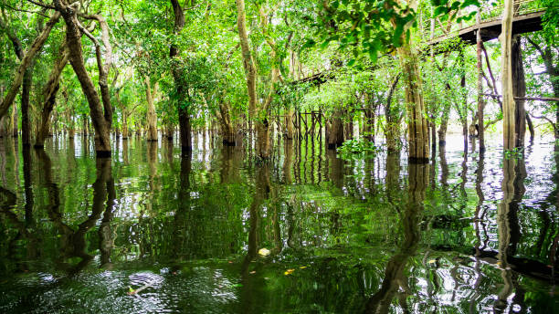 istock looded mangrove forest. Cambodia 1007742256