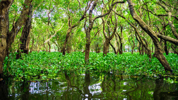 istock looded mangrove forest. Cambodia 1007742424