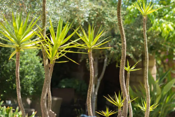 Yucca palms in Mallorca
