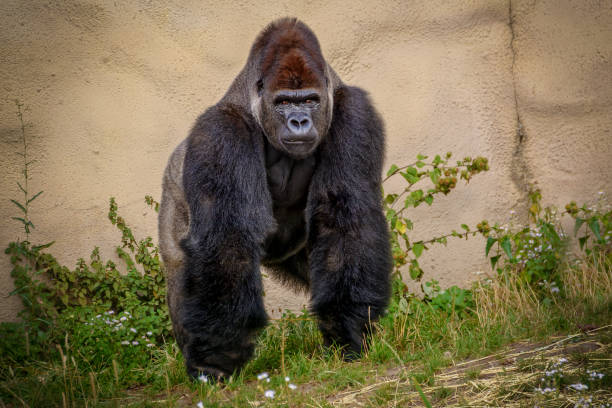 angry gorilla look at the camera - orangutan ape endangered species zoo imagens e fotografias de stock