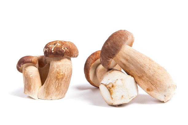 istock Several porcini mushrooms known as boletus edulis isolated on white 1007752892