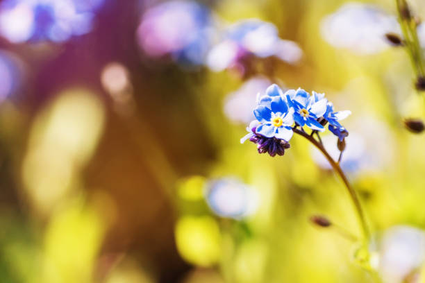 istock Spring small blue flowers on blurred macro background. Spring or summer border template with copy space. Romantic greeting card. Blooming flowers on sunny day. Flowering springtime. Spring background 1007754324